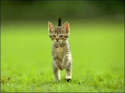 Qui est le dernier dfenseur en foot ?