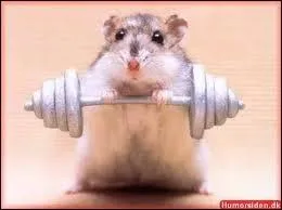 Comment s'intitule ce sport de force pure ?