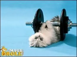 En comptition, deux mouvements sont valus : l'arrach et ...