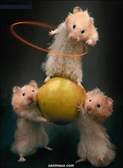 Discipline sportive  composante artistique, principalement fminine, utilisant plusieurs engins d'adresse...