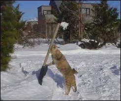 Arme de jet lgre gnralement compose d'une longue tige surmonte d'une pointe en fer ...
