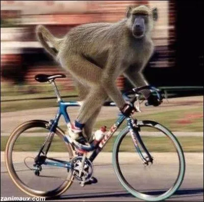 Course en ligne, contre-la-montre, sur piste, mountain-bike et BMX ont t inclus au programme des J. O. Que suis-je ?