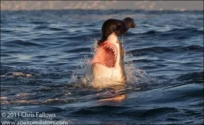 Sport collectif aquatique opposant deux formations de sept joueurs et qui devient sport olympique en 1900.
