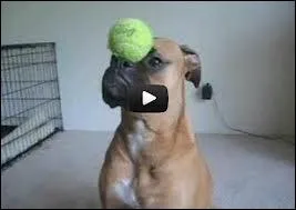 Set, jeu, ace, tie break et let sont des termes illustrant ce sport.