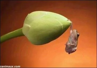 preuve d'athltisme qui consiste  s'aider d'une perche souple pour franchir sans la faire tomber une barre horizontale ...