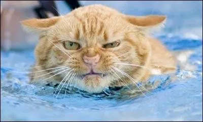 Trois mdailles olympiques, six mdailles mondiales et treize mdailles europennes pour cette franaise.