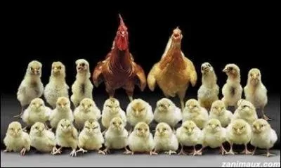 Film franais ralis par Christophe Barratier et sorti en 2004 avec Grard Jugnot, Kad Merad et Franois Berland.