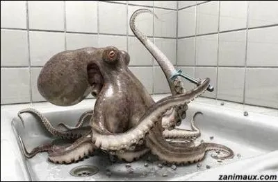 Maillot, demi-jambes, ou le dos sont souvent sujet  ...