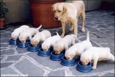 Qui prend soin de ses sept petits compagnons dans un dessin anim de Walt Disney ?