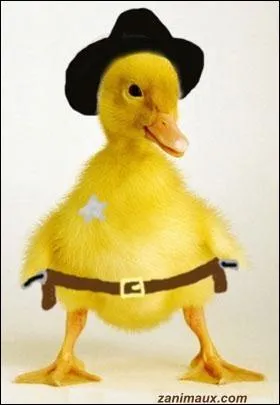 Je suis une srie tlvise amricaine intitule  The Dukes of Hazzard , mais quel est mon nom en France ?