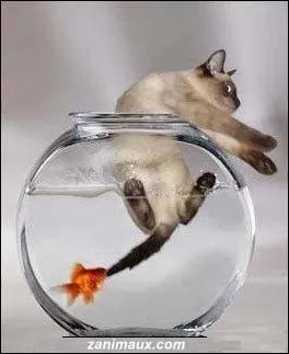 Expression :  Etre dans le rouge, ne pas parvenir  joindre les deux bouts 