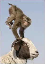 Quel est le nom de ce loisir ?