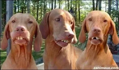 L'un des premiers longs mtrages des Inconnus.