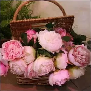 On dit de cette plante qu'elle est "impériale". Reine des fleurs pour les Chinois, elle est aussi appelée "boule de feu" et vous devez la chouchouter car, elle est capricieuse.