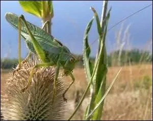 Fameuse dans l'exercice du camouflage, également attraction foraine cette appellation est donnée à une actrice née à Nice.