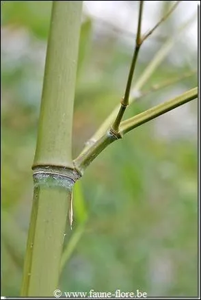 C'est plus fort que lui, il ne peut pas s'en empcher, il faut qu'il tape dessus !