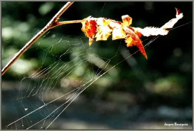 On dit de ces fils qu'ils sont éphémères à cause de leur texture si fine ou ...