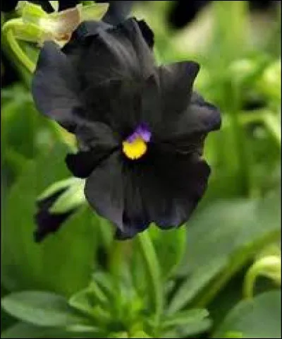 L'inventeur de la machine à calculer, est aussi connu pour ses Pensées : "Il y a deux sortes d'esprit : l'esprit de géométrie et l'esprit de finesse".