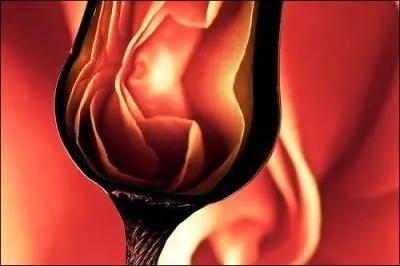 Conjugaison : Nous (... ) la part du vin rose