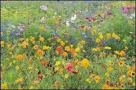 Orthographe : Comme une (... ) de pétales