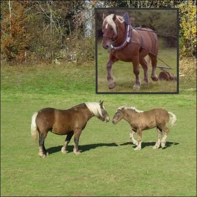 Cheval de trait de taille moyenne  la robe baie ou alezane aux crins lavs, le Comtois est une race propre  la Franche-Comt. Il tait principalement employ ... .