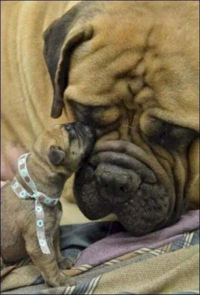 Ah ! l'amour maternel est une si grande vertu qu'il fait excuser bien des choses !