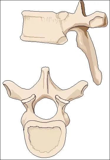 Combien y a-t-il de vertbres sur le sacrum ?