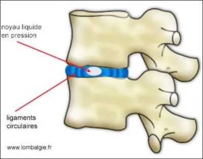  quels endroits les disques intervertbraux sont-ils absents ?