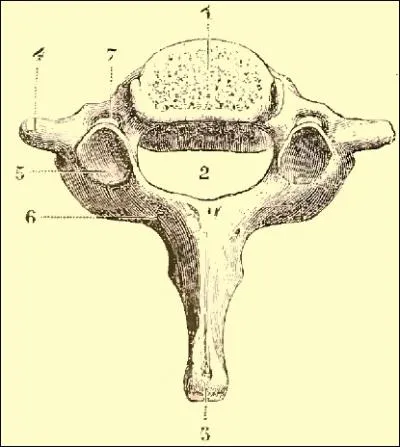 Au niveau des apophyses transverses, on a un trou appel (7) trou transversaire dans lequel passent :