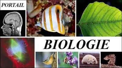 Qu'est-ce qu'une apophyse ?