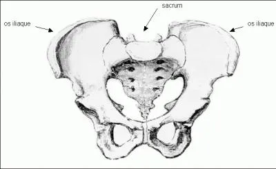 Quel est l'autre nom de l'os iliaque ?