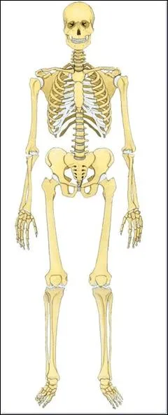 Cochez le(les) os plat(s).