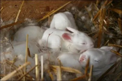 Adorables petites boules de duvet, ce sont des ...