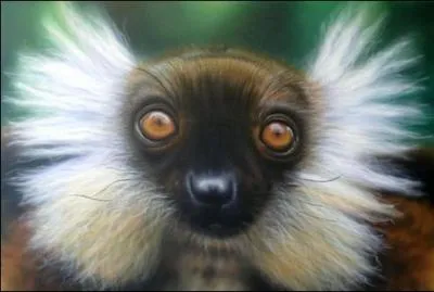 Autochtone malgache, un ... .