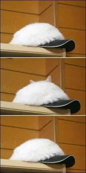 Sur cette photo, un lapin vous tourne le dos !