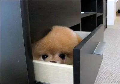 Ce renard est caché dans un tiroir !