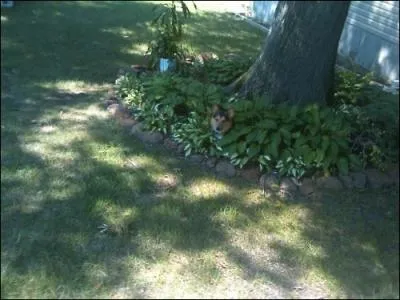 Dans ce massif, un chien est cach !