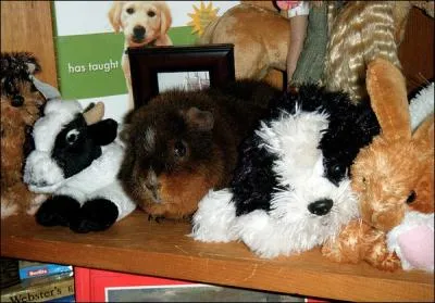 Sur cette photo, on voit un cobaye bien vivant !