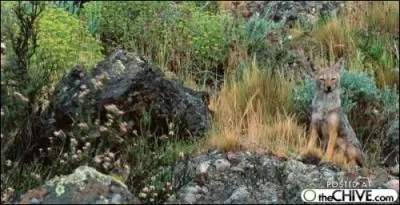 Trois chacals sont camouflés dans la végétation !