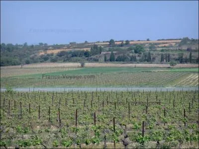Ville et rgion de vigne, sa situation gographique lui permet de n'tre attaque que tardivement par cette maladie :