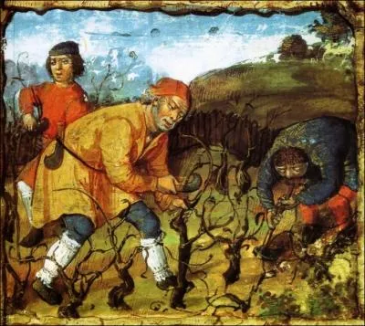 Chaque monastère possède ses vignes et les techniques progressent. Pour l'entretien de la vigne, il convient de procéder au ....comme le font les paysans sur cette illustration.