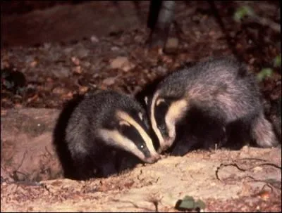 Le blaireau furet est le plus petit membre de la famille des blaireaux et ...