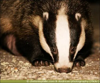 Le blaireau d'Amrique, qui vit dans les dserts, creuse assez vite pour rattraper ...