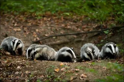Une femelle d'Eurasie peut demander de l'aide aux autres femelles pour ...