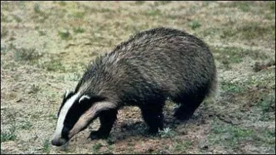 En dpit de sa ressemblance avec l'ours, le blaireau est apparent aux ...