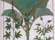 A4 - Herbier du Moyen Âge