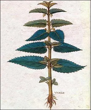 Certainement une plante qui servait de nourriture en priode de famine.