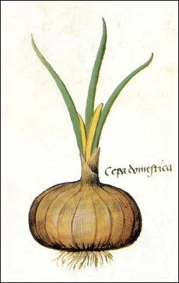 La rcolte parat bonne. Une tte accompagne d'une tranche de pain suffira pour donner du coeur au ventre.