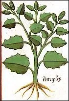 L'arroche a t supplante bien plus tard par l'pinard. On la retrouve dans la liste des lgumes du capitulaire de Charlemagne. Quelle autre nom porte-t-elle ?