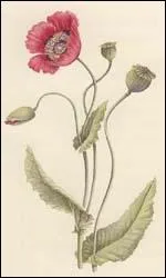 Selon les pratiques du Moyen ge : faites-en un empltre avec du lait de femme et un blanc d'oeuf et vous en testerez les vertus aphrodisiaques !